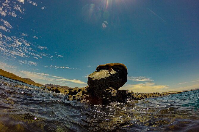 Sea Lion Snorkeling & Island Beach Picnic  Espíritu Santo Tour - Key Points