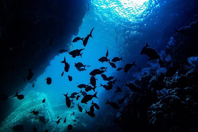 Sea Lion Snorkeling & Island Beach Picnic  Espíritu Santo Tour - What the Experience Feels Like