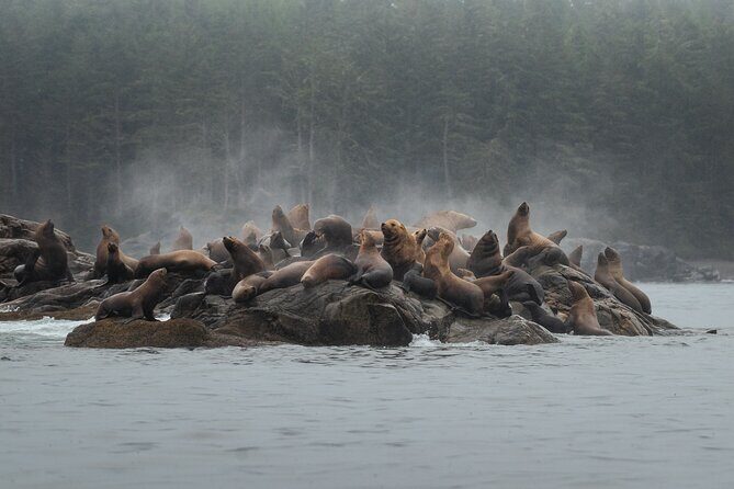 Sea Otter and Whale Watching Tour on Northern Vancouver Island - Discovering Vancouver Island’s Marine Treasures