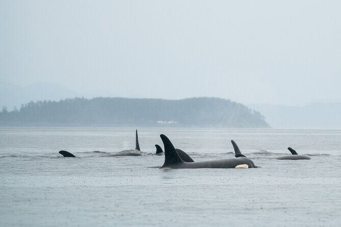 Sea Otter and Whale Watching Tour on Northern Vancouver Island - Final Thoughts