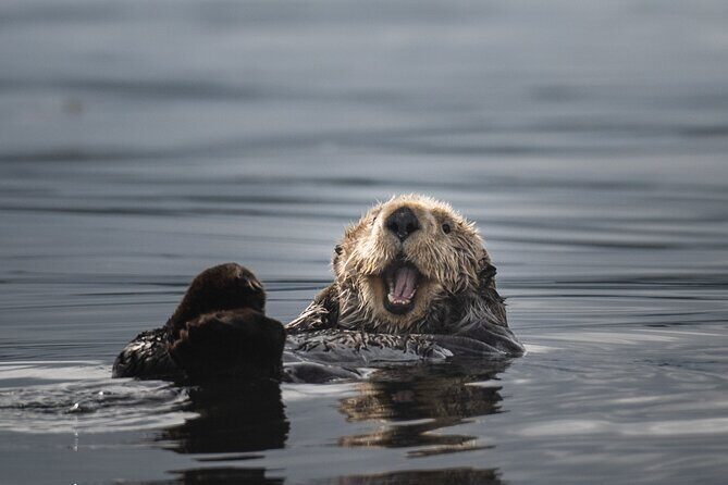 Sea Otter and Whale Watching Tour on Northern Vancouver Island - FAQ