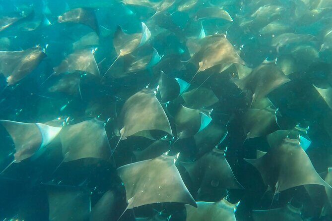 Sea Safari - Explore All The Wonders of The Sea of Cortez - What to Expect from the Sea Safari Experience