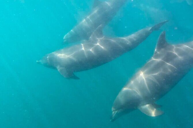 Sea Safari - Explore All The Wonders of The Sea of Cortez - Final Thoughts