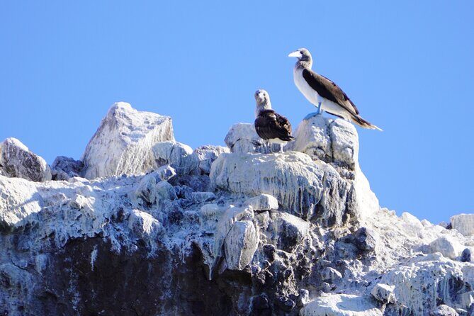 Sea Safari - Explore All The Wonders of The Sea of Cortez - FAQ