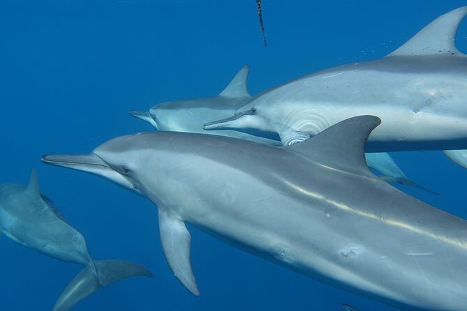 Sea Scooter Jet Snorkeling "Moorea Dream Adventure" - Practical Details and Considerations