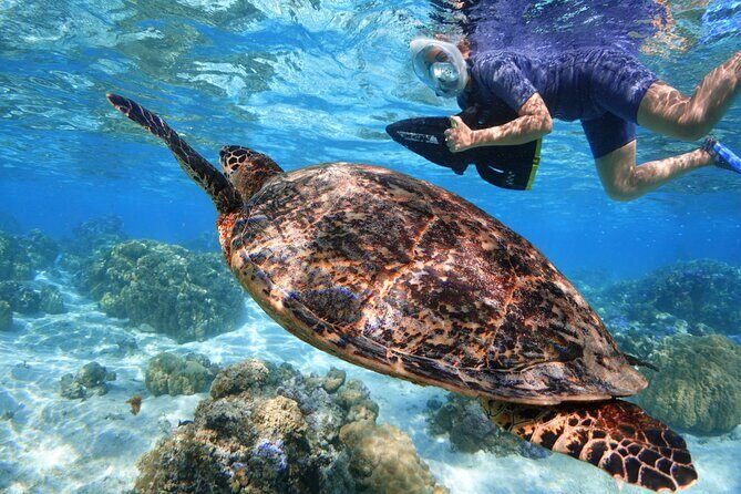 Sea Scooter Jet snorkeling "Moorea Reef Adventure" - What to Expect from the Moorea Reef Adventure