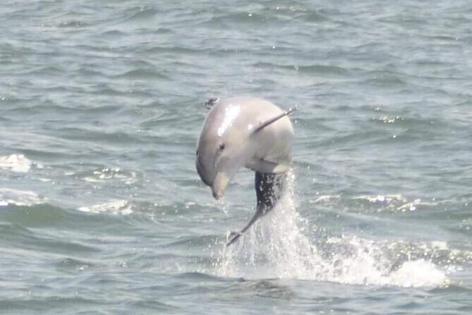 Sea Screamer Cruise - 2 Hour Dolphin Watch Tour in South Carolina - Key Points