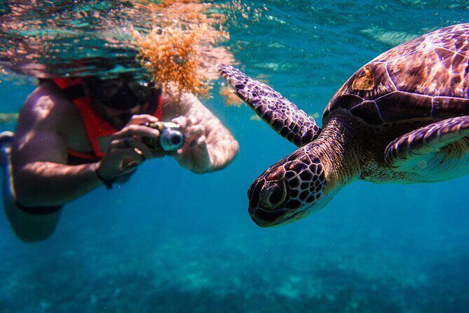 Sea turtle and cenotes half day Snorkeling Tour from Riviera Maya - An Honest Look at the Tour Itself