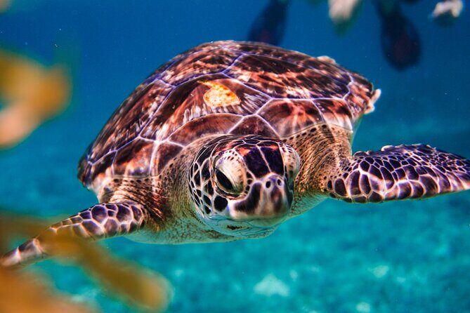 Sea turtle and cenotes half day Snorkeling Tour from Riviera Maya - What Could Be Better