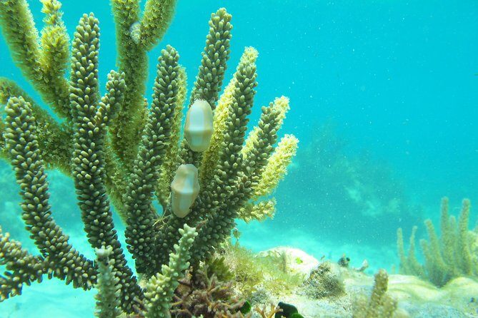 Sea turtle and cenotes half day Snorkeling Tour from Riviera Maya - Final Thoughts