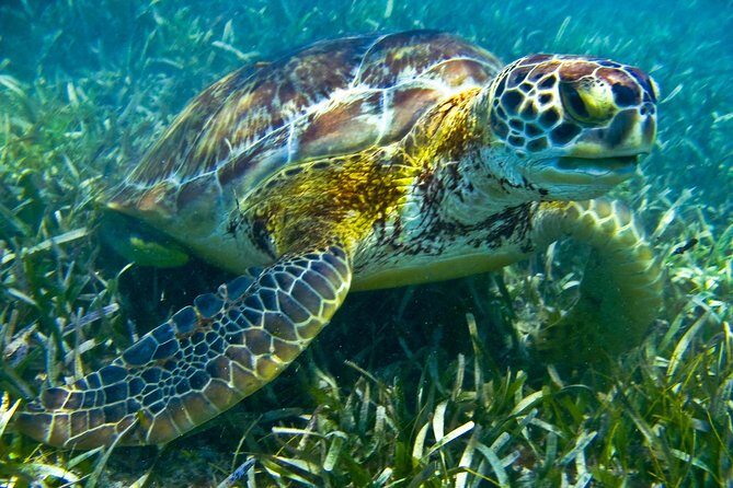 Sea turtle and cenotes half day Snorkeling Tour from Riviera Maya - FAQs