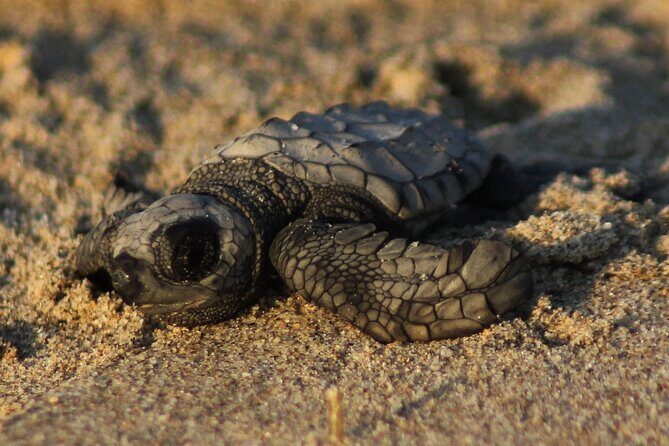 Sea Turtle Release  A Puerto Vallarta Conservation Adventure - Key Points