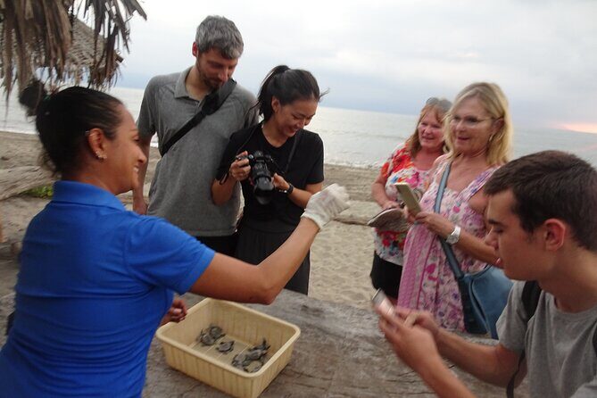 Sea Turtle Release  A Puerto Vallarta Conservation Adventure - Detailed Review of the Sea Turtle Release Tour
