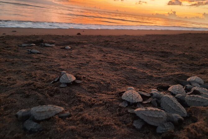 Sea Turtle Release  A Puerto Vallarta Conservation Adventure - FAQs