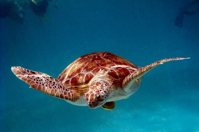 Sea Turtle Sanctuary In Akumal With Cenotes - Key Points