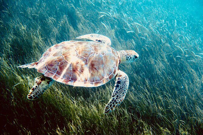 Sea Turtle Sanctuary In Akumal With Cenotes - The Itinerary Breakdown: What You Can Expect