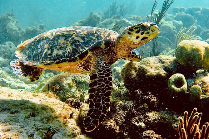 Sea Turtle Sanctuary In Akumal With Cenotes - Real Traveler Insights & What We Learned