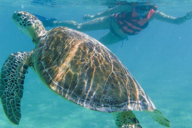 Sea Turtle Snorkeling Ecofriendly Tour from Cancun & Riviera Maya - Is This Tour Right for You?
