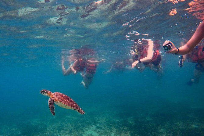 Sea Turtle Snorkeling Ecofriendly Tour from Cancun & Riviera Maya - Final Thoughts