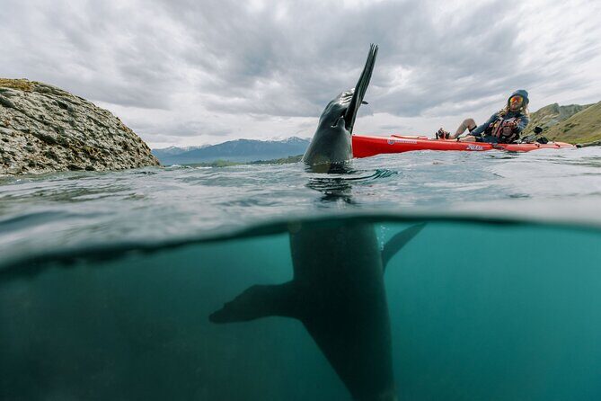 Seal Kayaking Adventure in Kaikoura - The Kayaks and the Experience