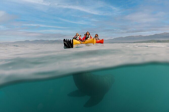 Seal Kayaking Adventure in Kaikoura - Practical Details: What to Know Before You Book