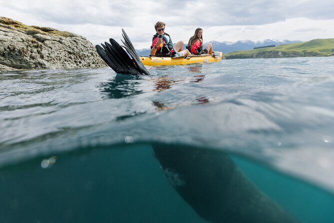 Seal Kayaking Adventure in Kaikoura - Final Thoughts