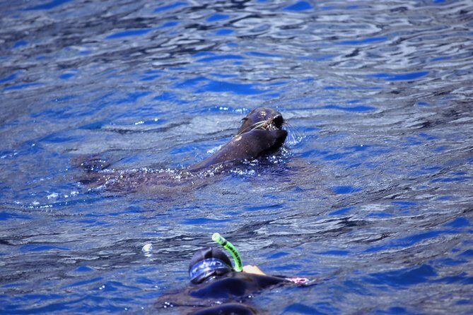 Seal Swimming Tour from Kaikoura - What’s Included and How the Tour Is Structured