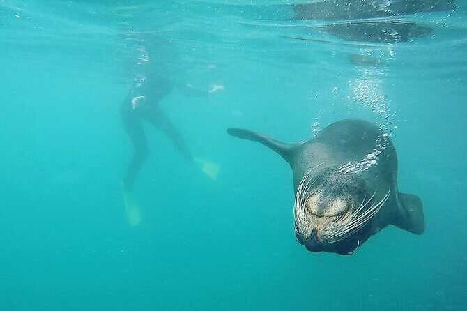 Seal Swimming Tour from Kaikoura - Who Should Consider This Tour?