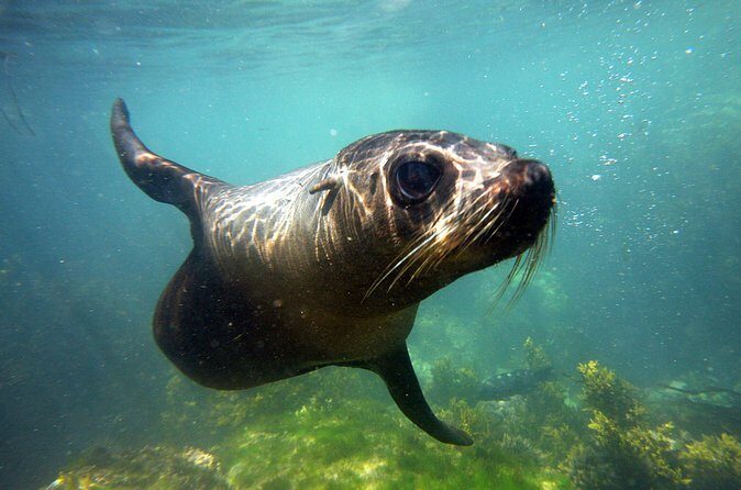 Seal Swimming Tour from Kaikoura - FAQs