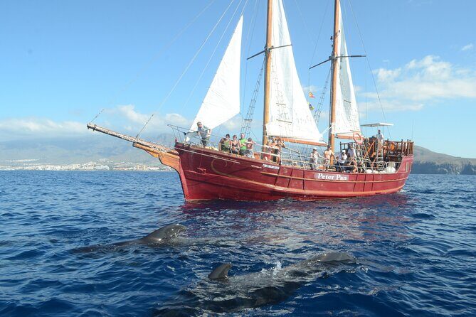 Sealife Dolphin & Whale Watching aboard Portuguese schooner - Key Points
