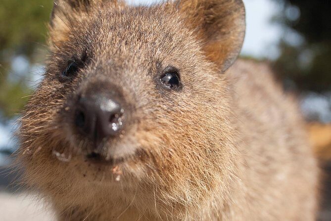 Seaplane Flights Perth to Rottnest Island and return - Who Would Enjoy This?