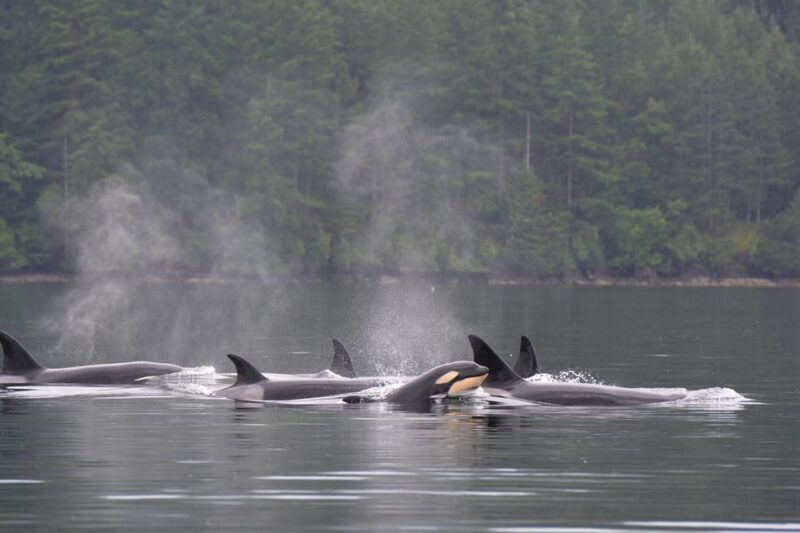 Seattle: Half-Day Wildlife and Whale Watching Cruise - What to Expect on This Seattle Wildlife & Whale Watching Cruise