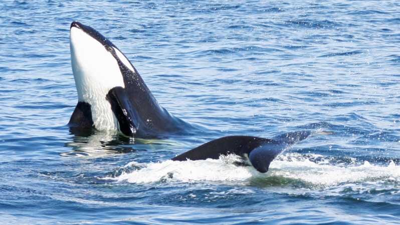 Seattle: Half-Day Wildlife and Whale Watching Cruise - Who Should Consider This Tour?