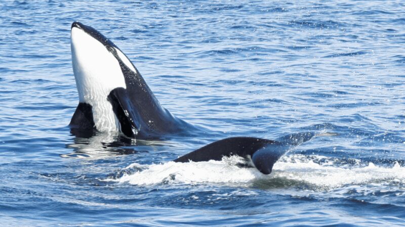 Seattle: Half-Day Wildlife and Whale Watching Cruise - FAQ - Your Practical Questions Answered