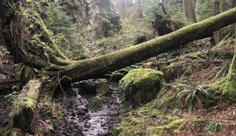 Seattle: Snoqualmie Falls and Twin Falls Guided Tour - The Day in Detail: What to Expect