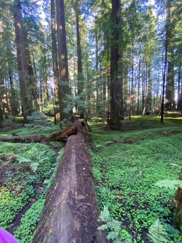 Seattle to California: National Parks and Coast Road Trip - Final thoughts