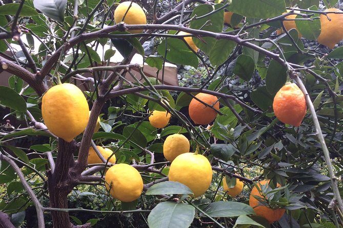 Secret Gardens of London Private Tour - Who Should Consider This Tour?