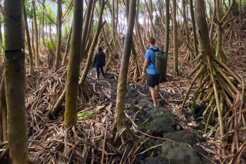 Secret Tide Pool Hike - Jungle & Coast - Private - Who Will Love This Tour?