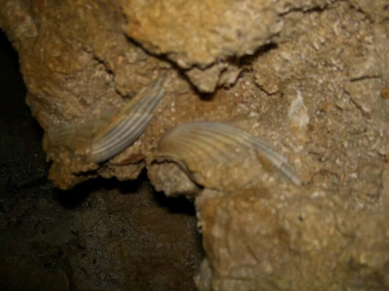 Secret waters and ancient tunnels: the Qanats of Palermo revealed - The Overview of the Qanats Tour in Palermo