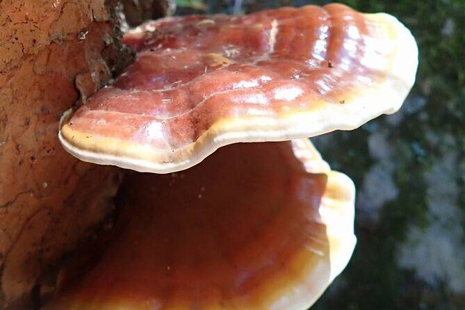 Sedona Creekside of Cathedral Rock Hike With a Private Guide - Key Points