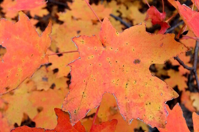 Sedona Creekside of Cathedral Rock Hike With a Private Guide - Why You Might Love This Experience