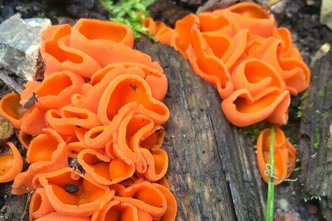 Sedona Creekside of Cathedral Rock Hike With a Private Guide - FAQs