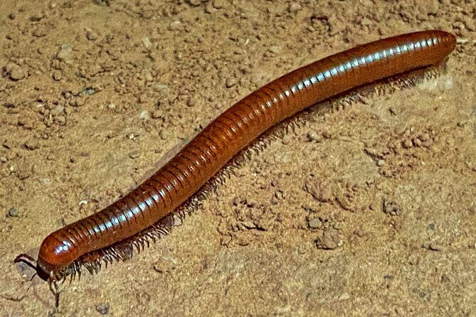 Sedona Dark Sky Sunset & Night Hike Adventure With a Private Guide - FAQs: Your Practical Questions Answered