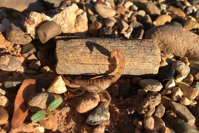 Sedona Night Hike and Stargazing - FAQ