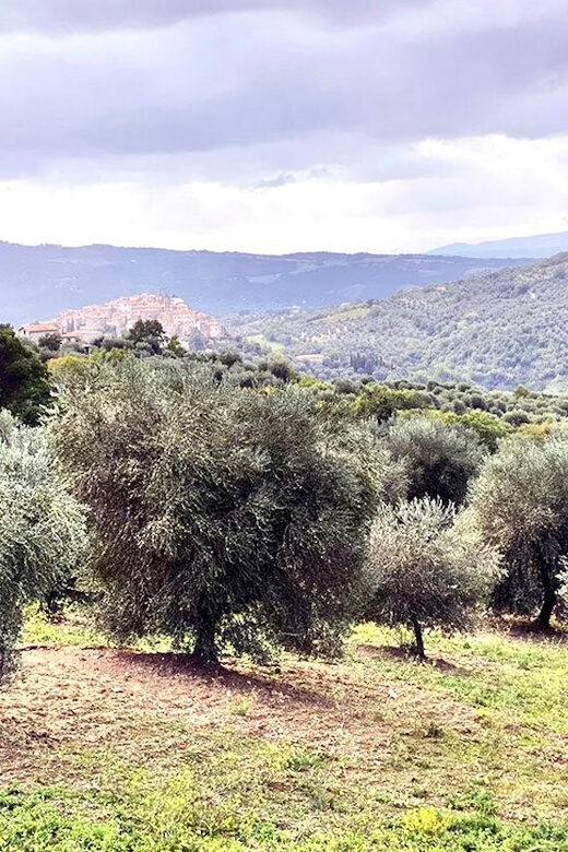 Seggiano: Extra Virgin Olive Oil Museum Visit and Tasting - Authenticity and Insight from Reviews