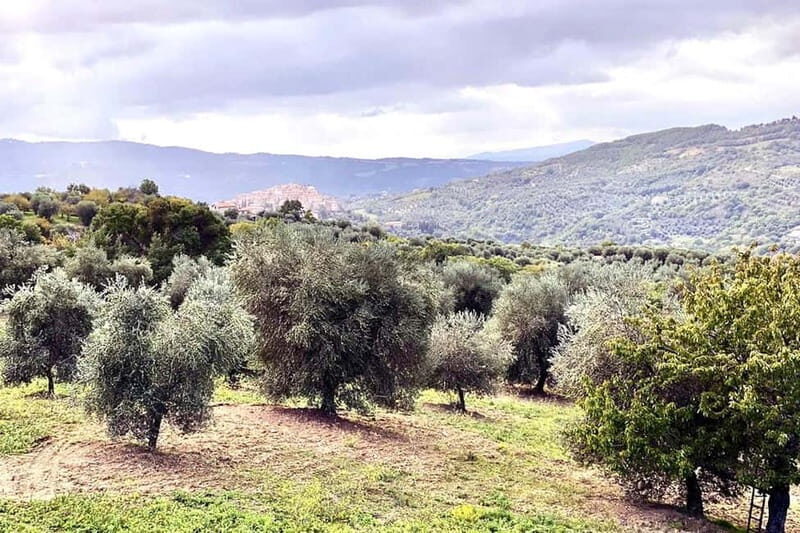 Seggiano: Guided Tour of the Olive Grove and Food Tasting - Key Points