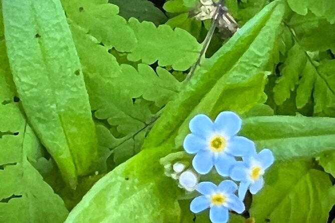 Segway Coastal Scenic Rainforest Tour - What to Expect from the Coastal Scenic Rainforest Tour