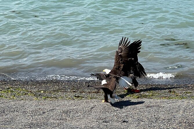 Segway Coastal Scenic Rainforest Tour - FAQ