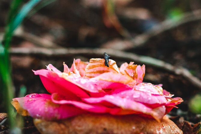 Self-Drive Tour in Sintra - All The Monuments - Who Is This Tour Best For?