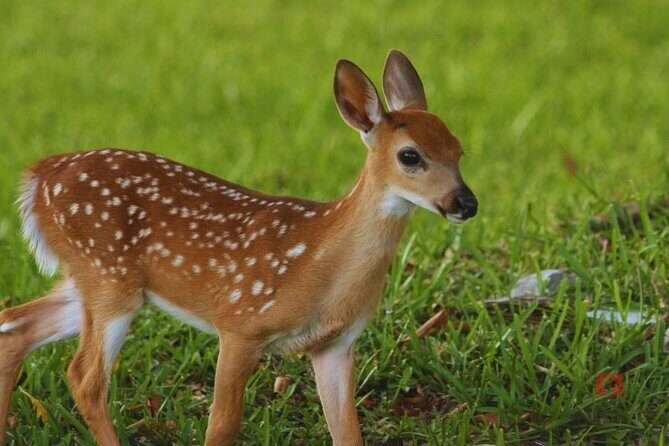 Self-Guided Audio Tour in Florida Keys - Final Thoughts